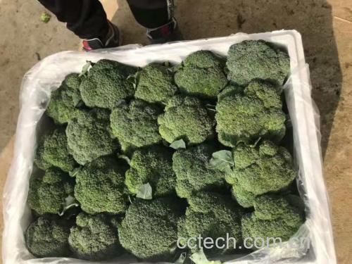 冷冻西兰花包装与新鲜对比图