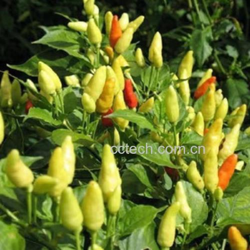 辣椒与茄子植株对比图
