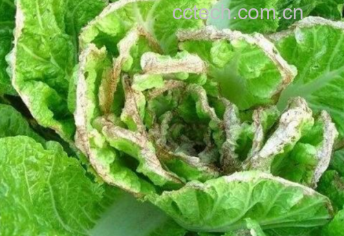 大白菜外层叶片边缘干枯特写