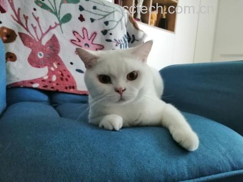 猫咪谨慎嗅闻甜瓜块