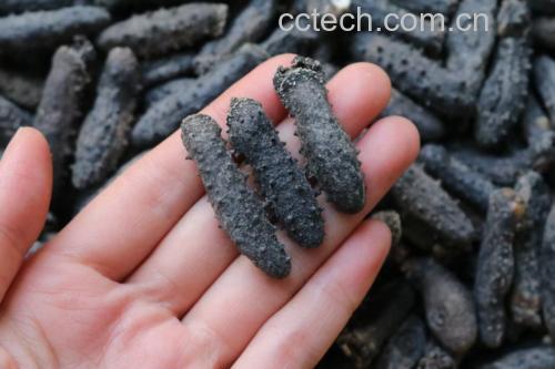 北沙参与其他食材嘌呤含量对比图