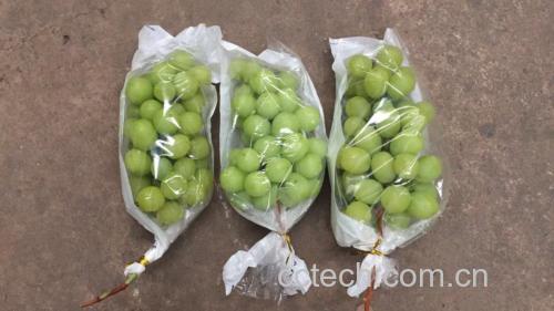 超市货架上摆放整齐的进口青提礼盒