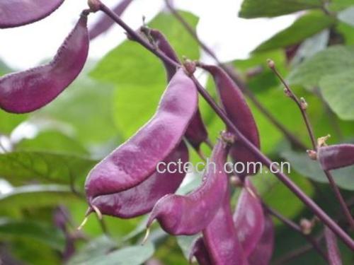 扁豆植株特写