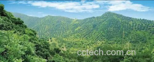 东魁杨梅果园实景