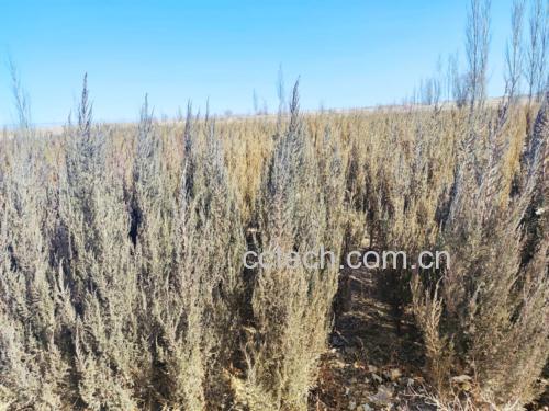 侧柏植株与干燥侧柏叶特写