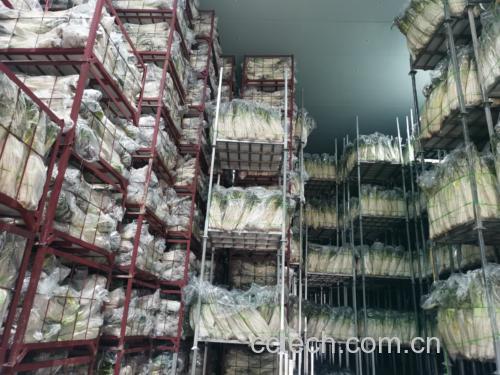 铁杆大葱整齐堆放于通风阴凉库房内,葱白修长洁白,外层干膜完整包裹,背景为砖砌储藏窖内部