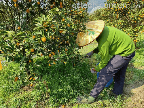 农户采摘金桔场景
