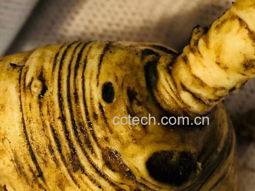 北沙参的植物形态与药材形态对比图