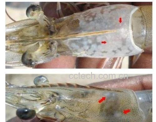 南美白对虾肠道结构与粪便形态对比图