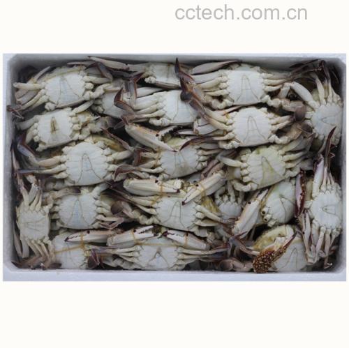 挑选新鲜远海梭子蟹