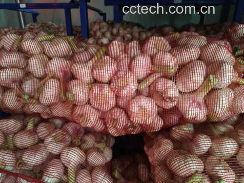 超市货架上不同品牌紫皮蒜包装对比图，重点突出“甘肃民乐地理标志”标识的产品