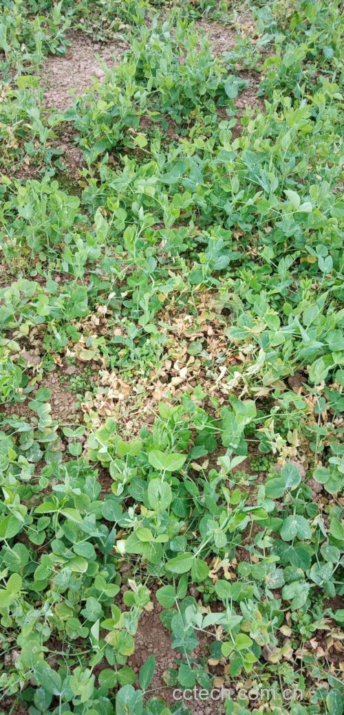 田间成熟豌豆植株