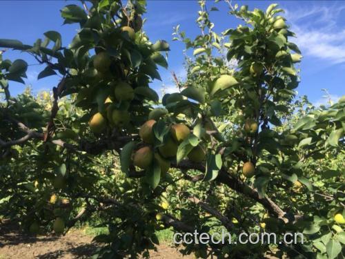 玉露香梨果园实景图