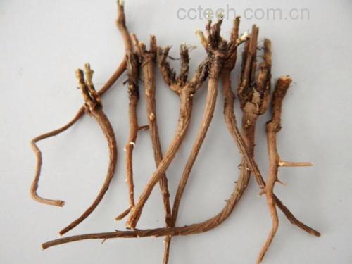 北柴胡药膳汤品