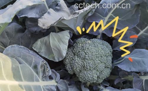 西兰花切片显微结构图