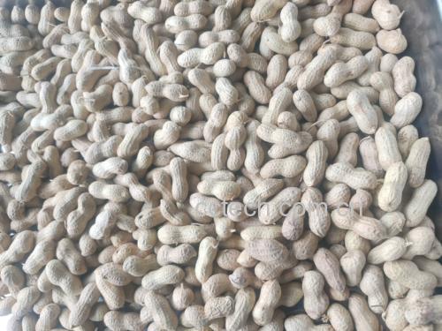 花生特写