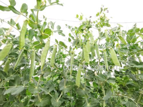 豌豆植株与不同颜色种子对比图