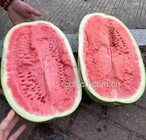 沙瓤西瓜切开图
