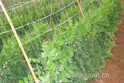 中国主要豌豆种植区域地图示意图