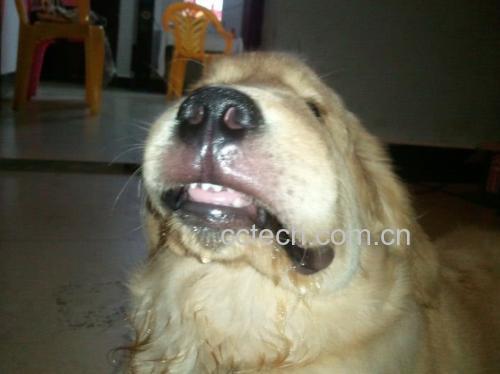 一只金毛犬坐在草地上，面前放着一个小碗，碗中有几粒煮熟的玉米粒，狗狗好奇地看着，主人蹲在一旁微笑着引导