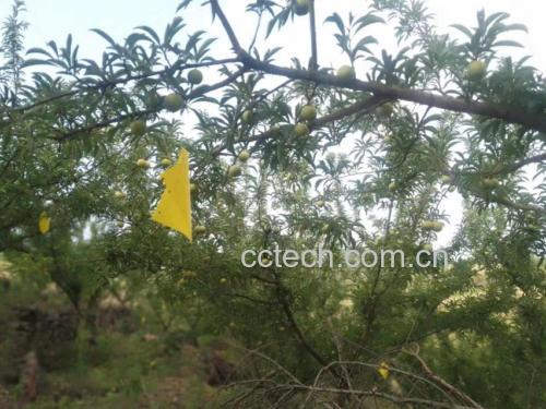 蜂糖李采摘过程