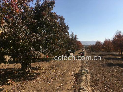 河北雪花梨果园实景图
