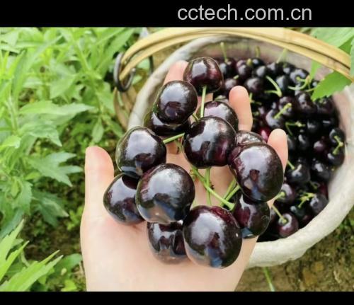 车厘子挑选指南示意图