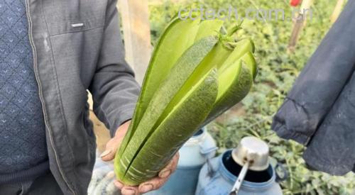 水果萝卜切片特写