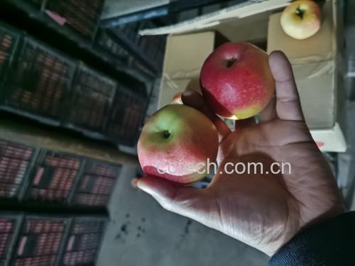 手部正在轻压嘎啦苹果测试硬度