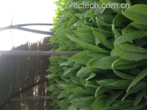 紫菜苔田间生长实景图