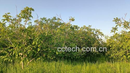 青皮核桃果园实景