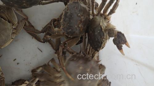 白萝卜与螃蟹食材图