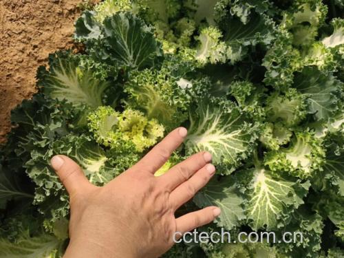 羽衣甘蓝与西兰花并列摆放,背景为厨房台面,左侧为深绿色卷曲羽衣甘蓝叶片,右侧为青绿色西兰花花球,旁边放置营养成分对比图表