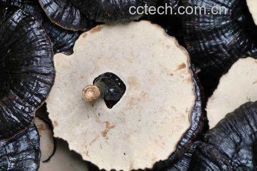 无柄黑灵芝显微结构示意图