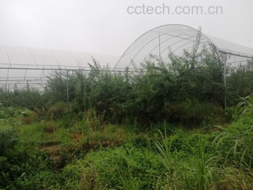 青脆李子果园实景