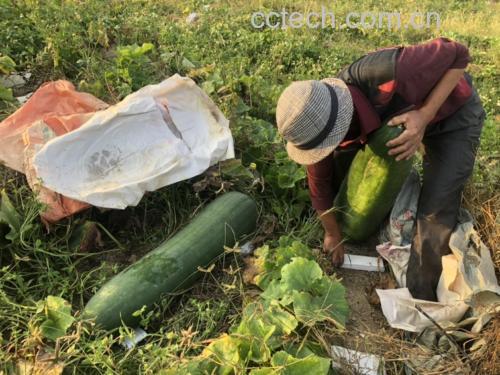 农户采摘特大黑皮冬瓜现场
