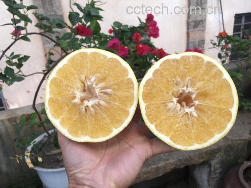 琯溪蜜柚剥皮过程示意图