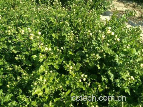 胎菊王茶园实景