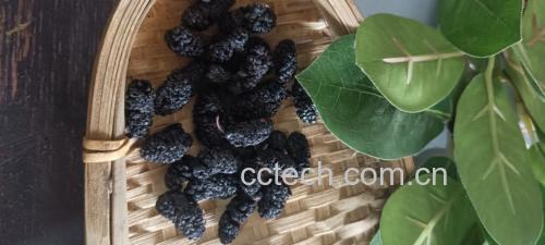 常见可食用保健植物对比图