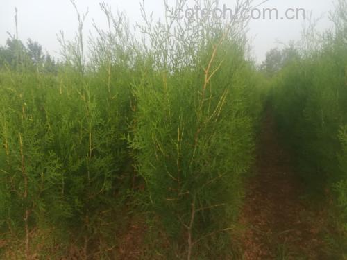 侧柏植株全景图