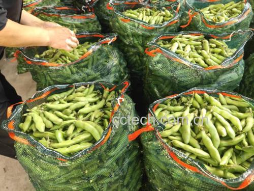 一位农民在农田中采摘成熟蚕豆植株，背景为成片绿色豆田