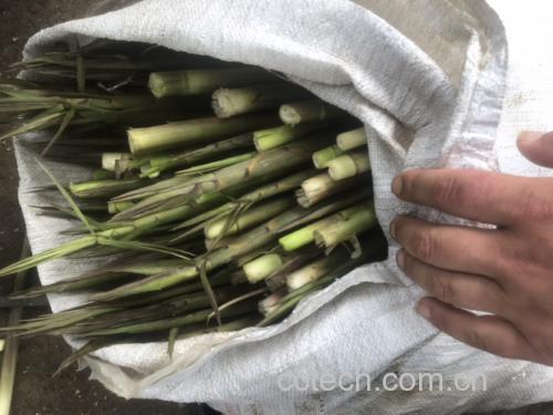 竹笋健康食谱示意图