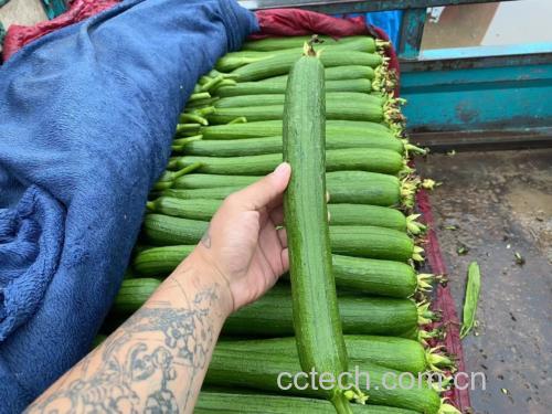 丝瓜豆芽翻炒过程图