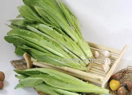 成品腌莴苣特写