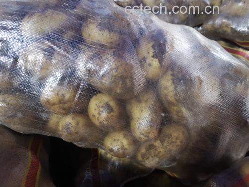微观视角下的土豆细胞结构