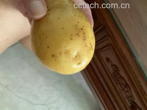 中等大小土豆与成人手掌对比图