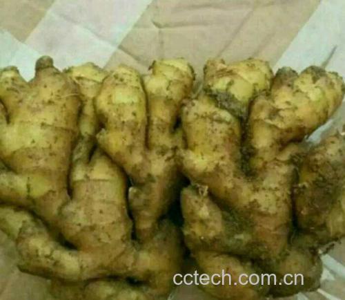 大黄姜新鲜块茎特写