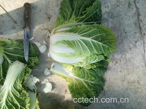 冬季农贸市场摊位上摆放的带黄牙黄心白菜
