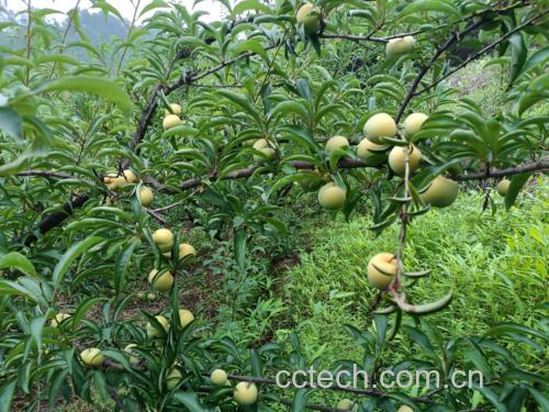 蜂糖李果实特写