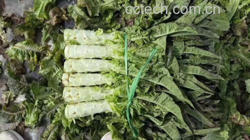 清炒红生菜成品图